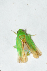 Ponana