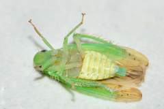 Ponana