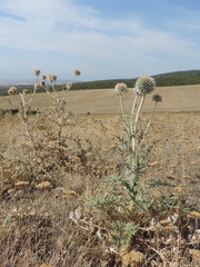 Echinops transcaucasicus