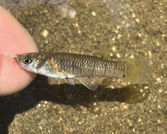 Panamanian Molly photo 3