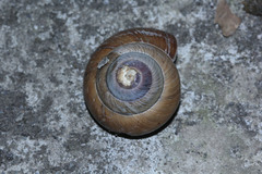 Asperitas sparsa