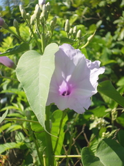 Ipomoea carnea