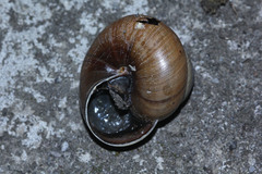 Asperitas sparsa