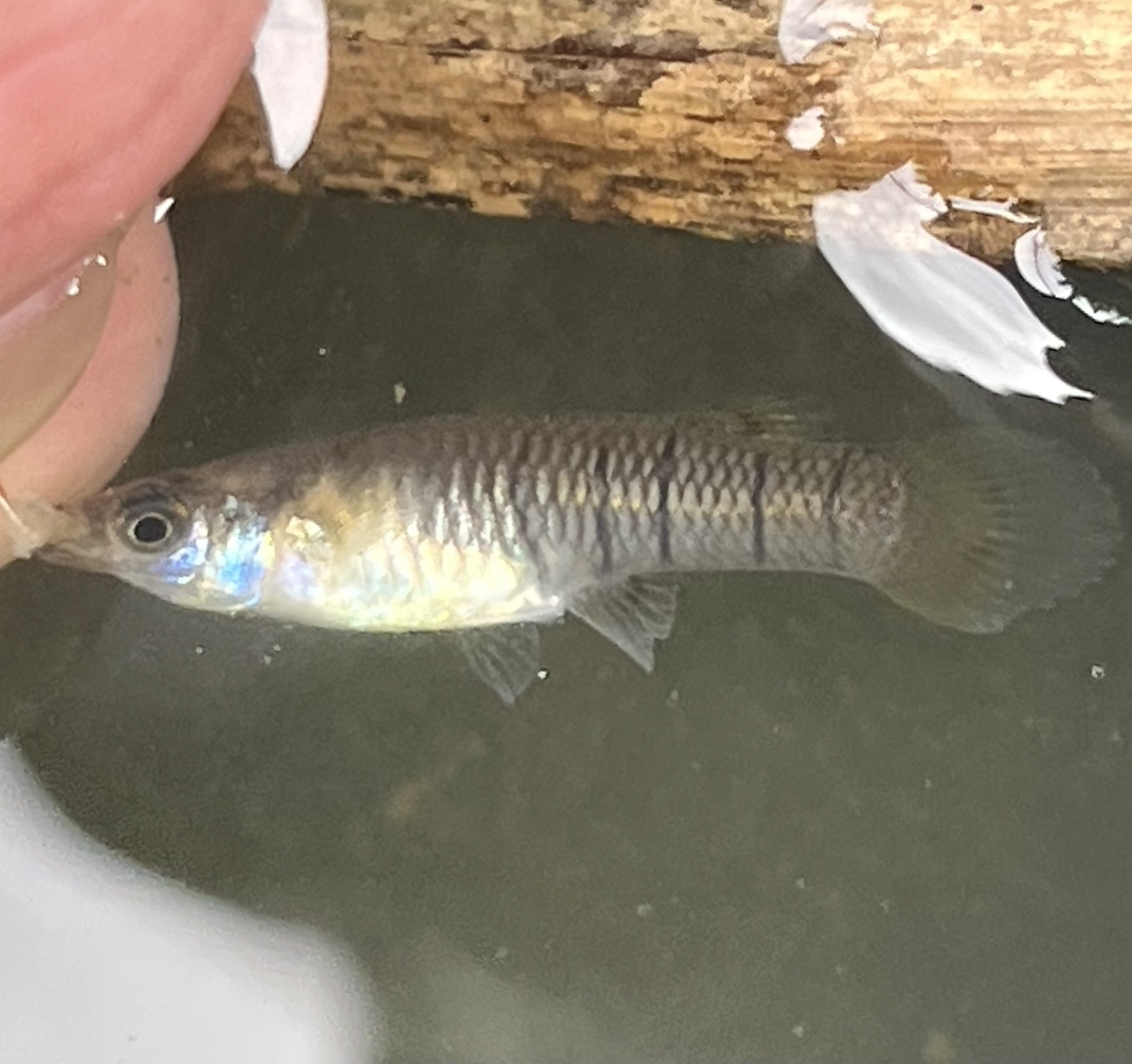 Panamanian Molly photo 6