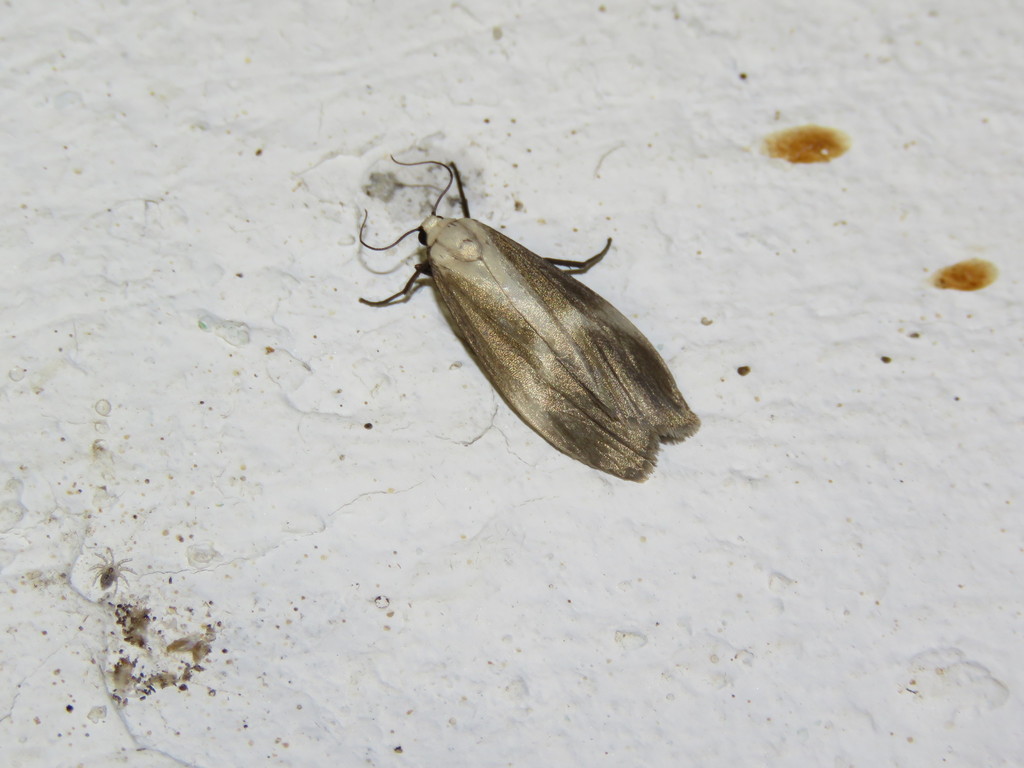 Areva albogrisea