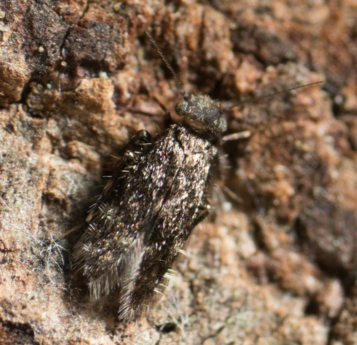 Lepidopsocidae