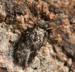Lepidopsocidae