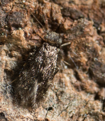 Lepidopsocidae