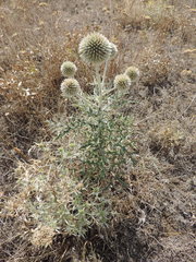 Echinops transcaucasicus