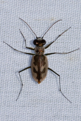 Eunota pamphila