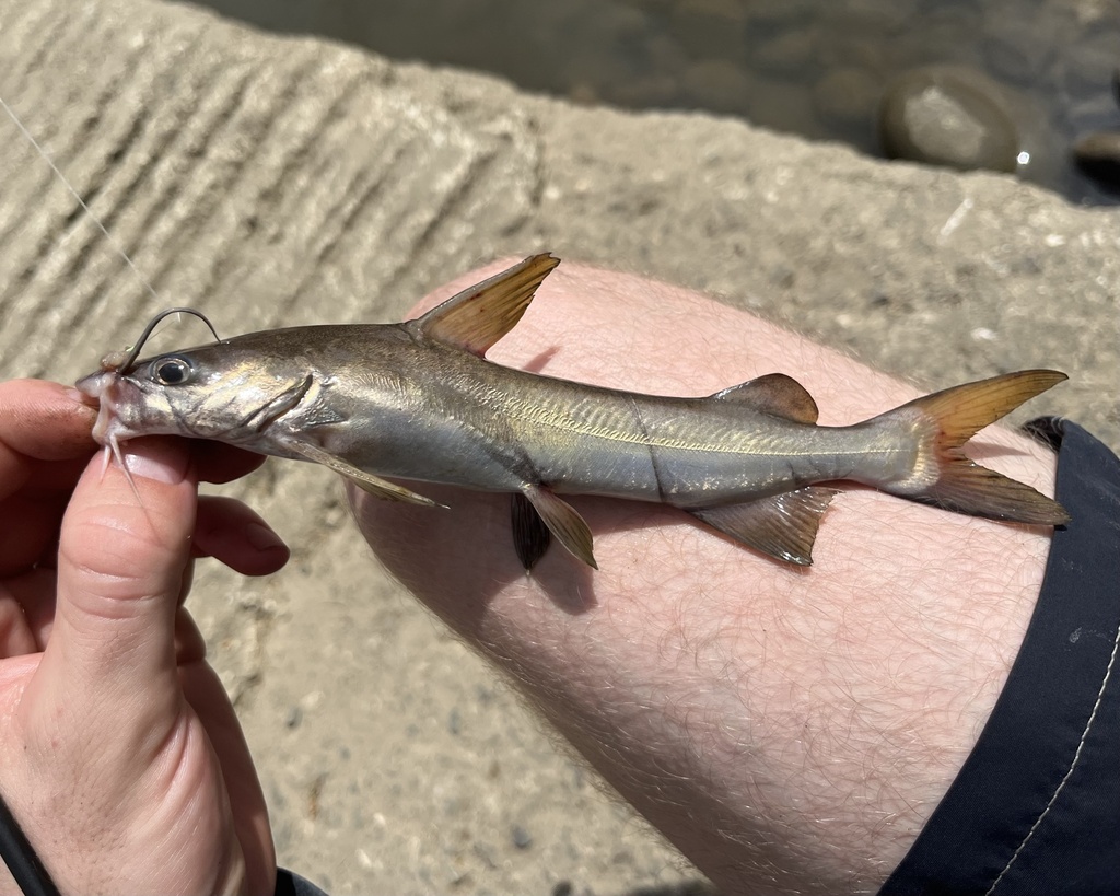 Kessler's sea catfish (Notarius kessleri) — Ariidae