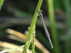 Ischnura hastata