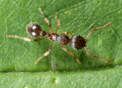 Myrmica punctiventris