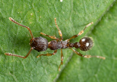 Myrmica punctiventris