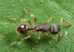 Myrmica punctiventris