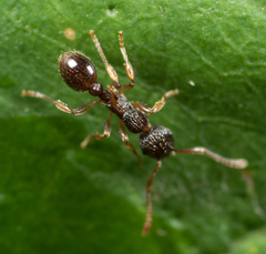 Myrmica punctiventris