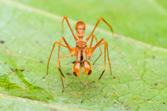 Myrmaplata plataleoides