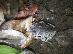 Leptobrachium hasseltii