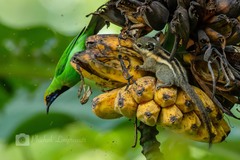 Chloropsis aurifrons