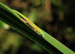 Phelsuma cepediana