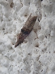Nephopterix angustella