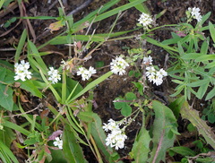 Berteroa incana