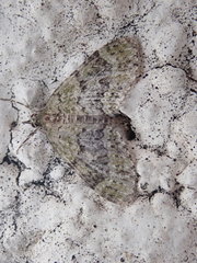 Acasis viretata