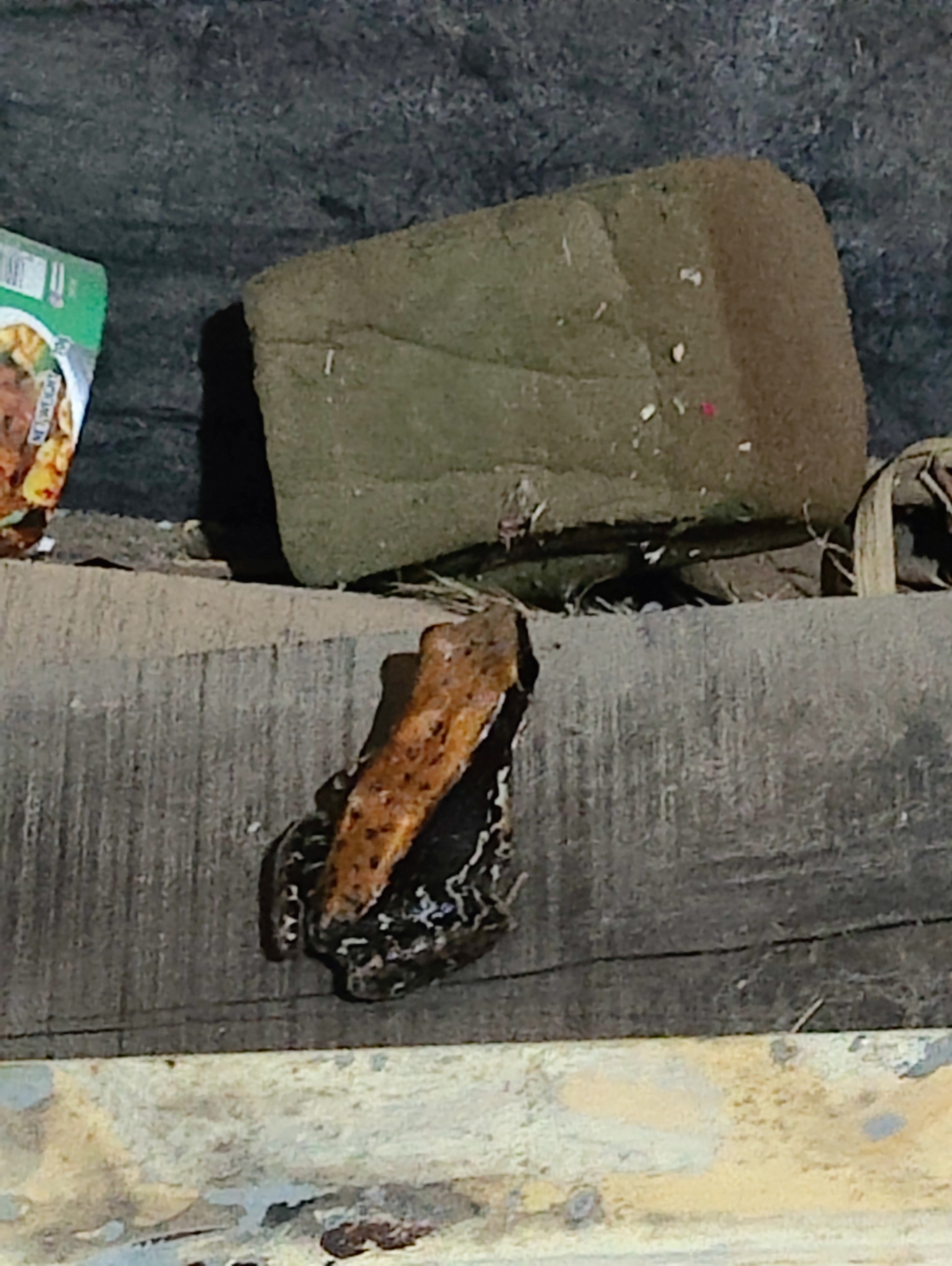 Wide-Range Fungoid Frog