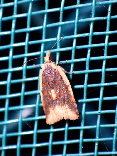 Clepsis canariensis