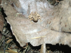 Microhyla palmipes