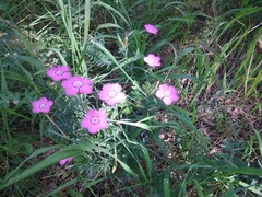 Dianthus caucaseus