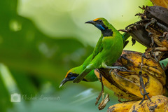 Chloropsis aurifrons