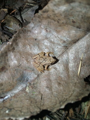 Microhyla palmipes