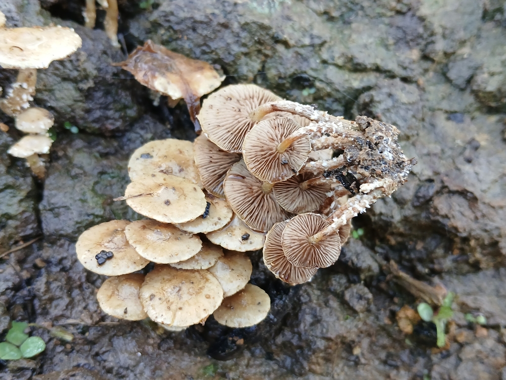 Pholiota subflammans · May 2025 · photo: © claire_grace83 (iNaturalist, cc-by)