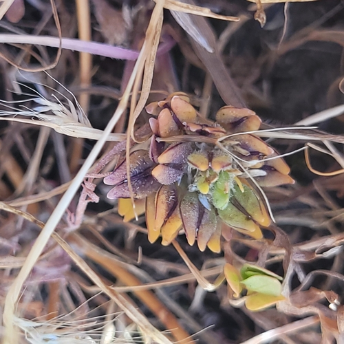 Image of Lepidium latipes by (c) Konshau Duman, some rights reserved (CC BY)