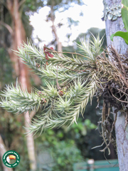 Silver Tillandsia (Tillandsia argentea)