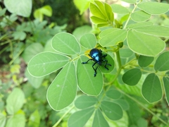 Platycorynus peregrinus