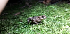 Bufo stejnegeri