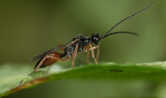 Proctotrupidae