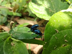 Platycorynus peregrinus