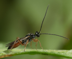 Proctotrupidae