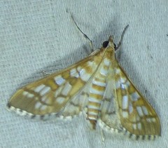 Epipagis fenestralis