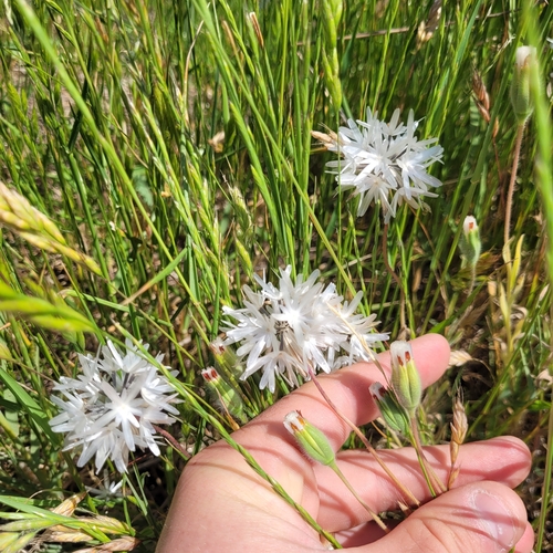 Image of Achyrachaena mollis by (c) Konshau Duman, some rights reserved (CC BY)