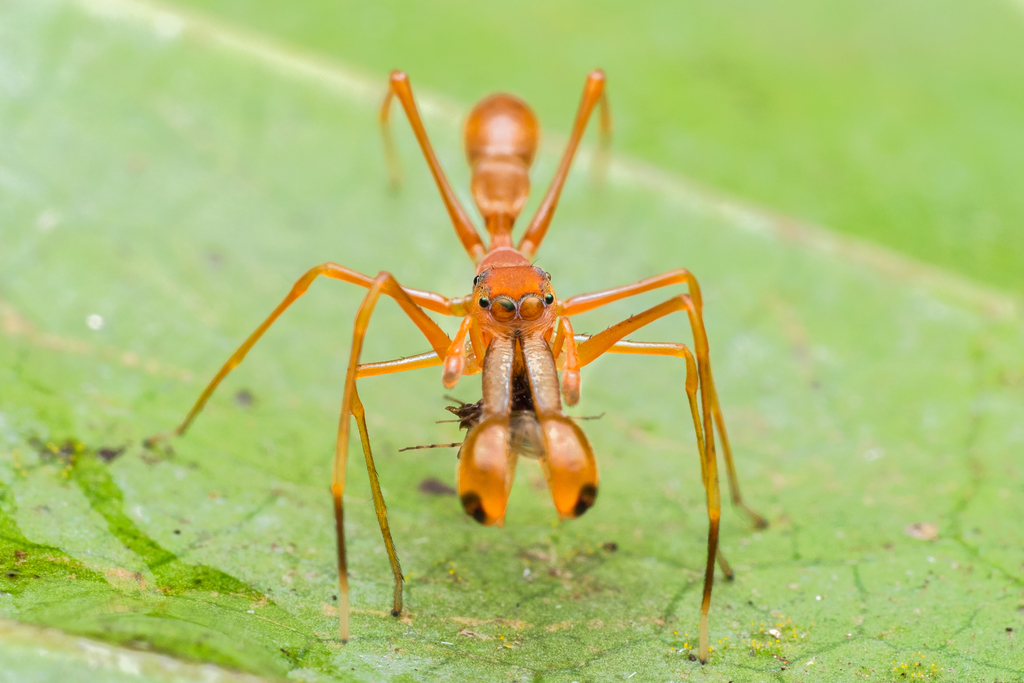 Red Weaver Ant-mimicking Spider (Lizards of Chhattisgarh, India ...