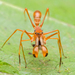 Red Weaver Ant-mimicking Spider - Photo (c) Mohith Shenoy K, some rights reserved (CC BY-NC-ND), uploaded by Mohith Shenoy K