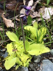Pinguicula grandiflora