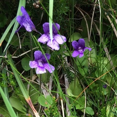 Pinguicula grandiflora