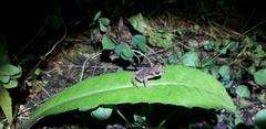 Bufo stejnegeri