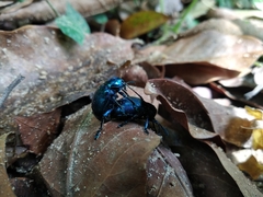 Platycorynus peregrinus