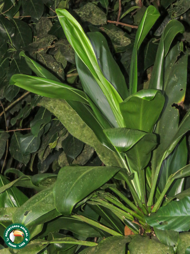 Cordyline fruticosa